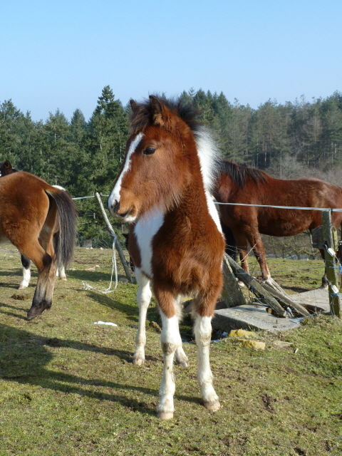 Poulain 2012 shagya pottock tobiano 762277283