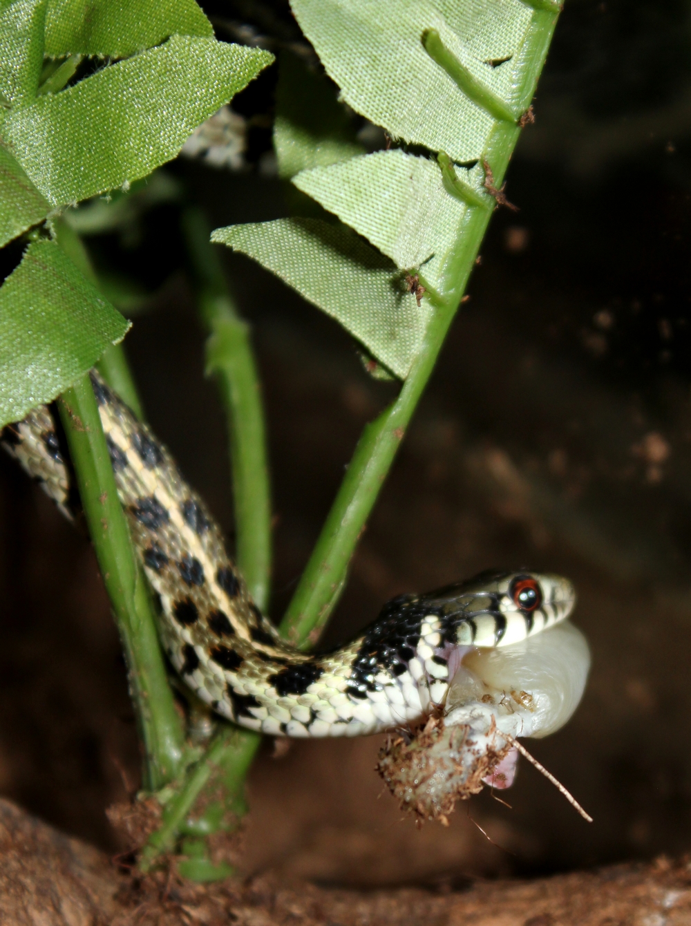 thamnophis marcianus marcianus ....  763477IMG1310r