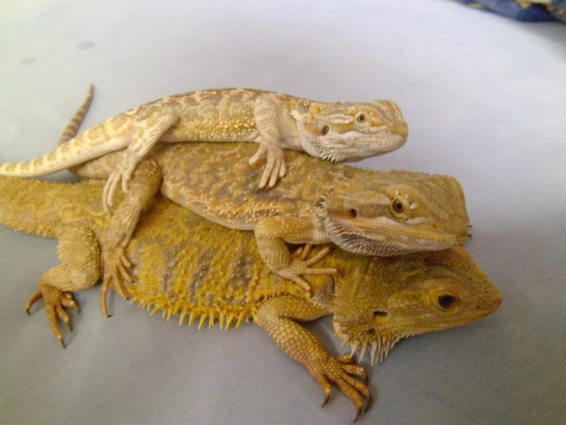 Mes Pogona Vitticeps 76369252986636607613235701187785447n1