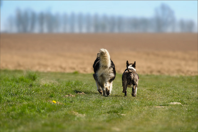 Il était une fois, un lardon et une balayette... ;) - Page 10 7646031690475397941613b6570z