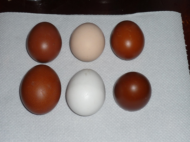 Mes Marans naines 764674P1020193