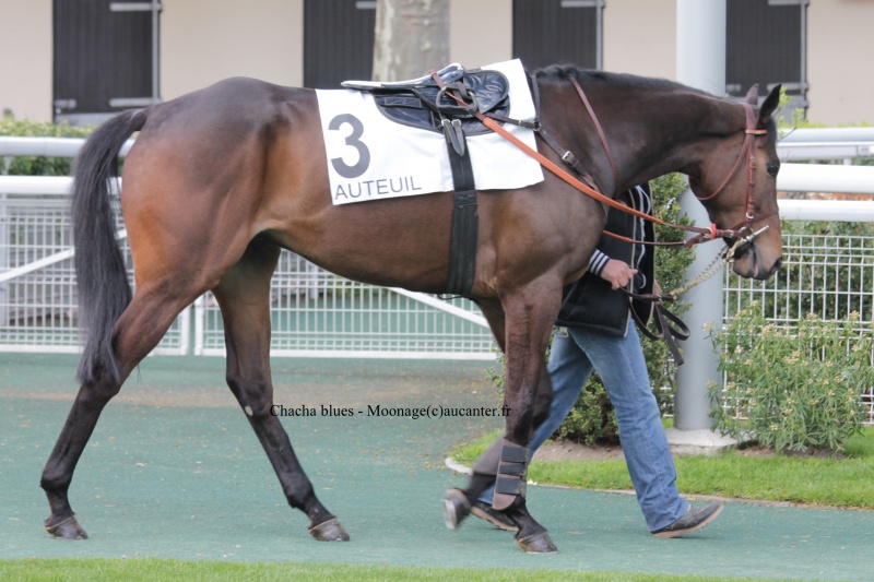 Photos Auteuil 17-04-2016 - Page 2 764933IMG0496