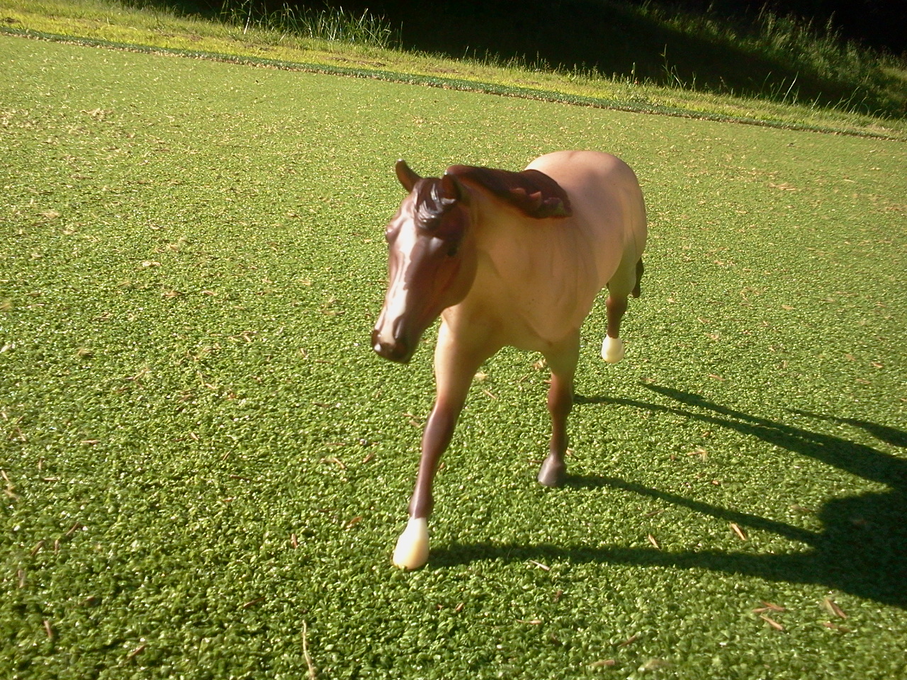 Les chevaux du Domaine de la rivière d'Or 76520820130525181743