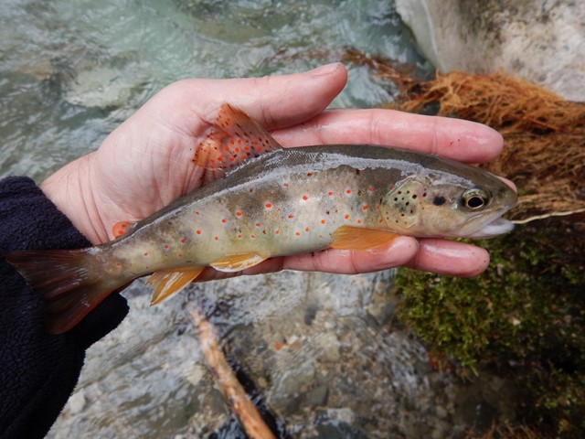 Découvertes dans le Vercors et la Chartreuse au toc 7653517640x480