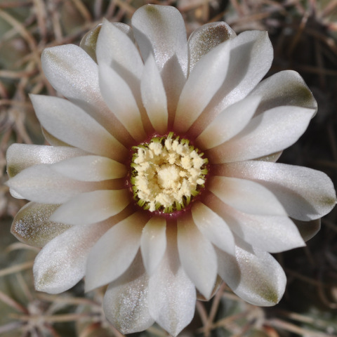 GYMNOCALYCIUM !!! - Page 4 766258ochoterenae120617006