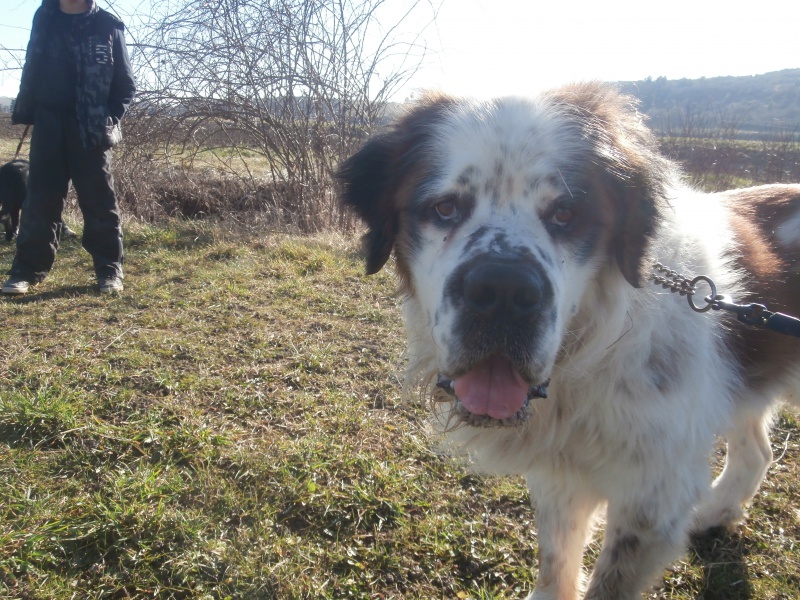 MOZART (mâle Saint Bernard) 766383P2185824