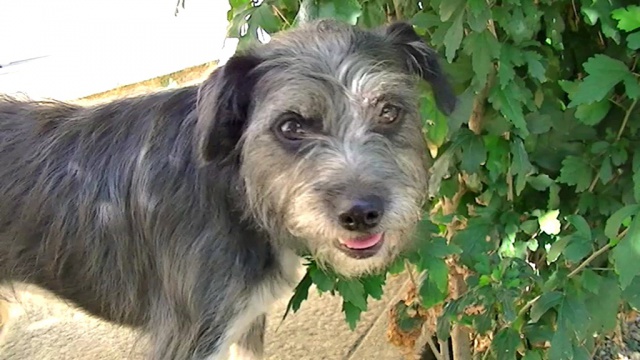 Trouvé petit croisé parson russell terrier/york dans le 81 766505vlcsnap2012081411h02m26s0