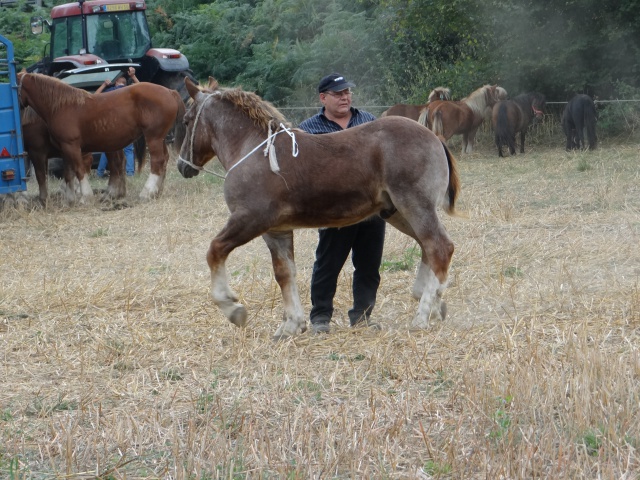 foire aux poulains  766985DSC00909