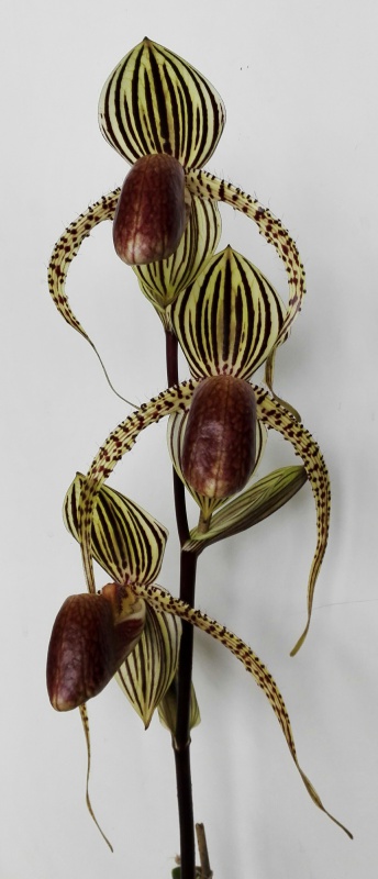 Paphiopedilum David Ott (P.rothschildianum x P.supardii) 767028IMG20160603132120