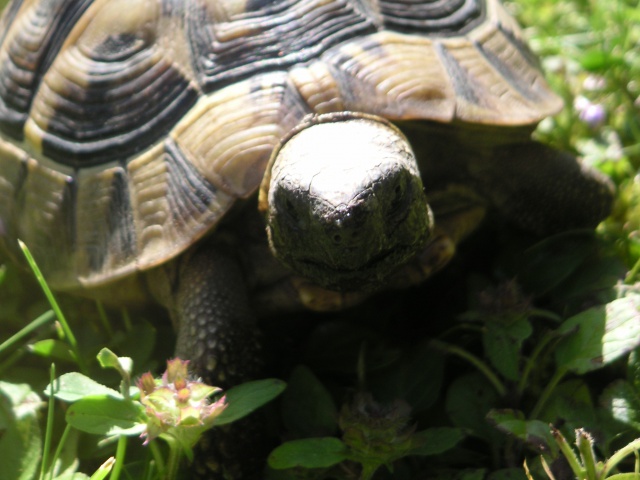 ☀ 2ème Concours-Photos Tortues-Du-Monde : La photo de tortue la plus expressive ☀ 767804PICT0363