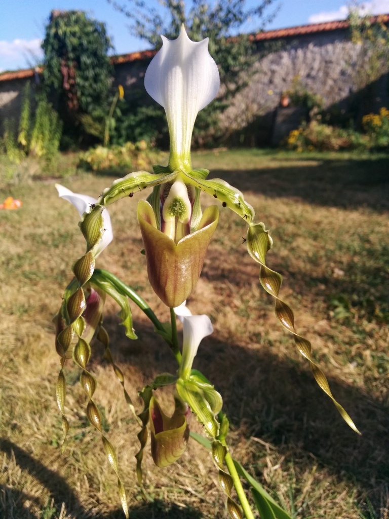 Paphiopedilum dianthum 768356IMG20160901175525