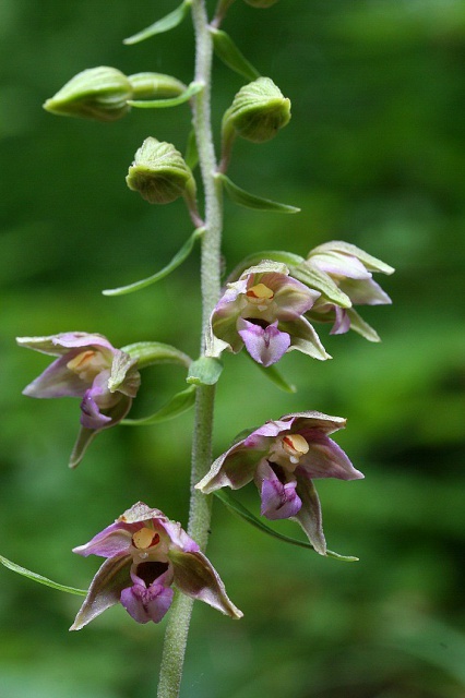 Epipactis helleborine subsp minor... photos 769637IMG0313