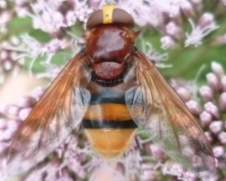 [Volucella inanis + Volucella zonaria]  769986Sanstitre