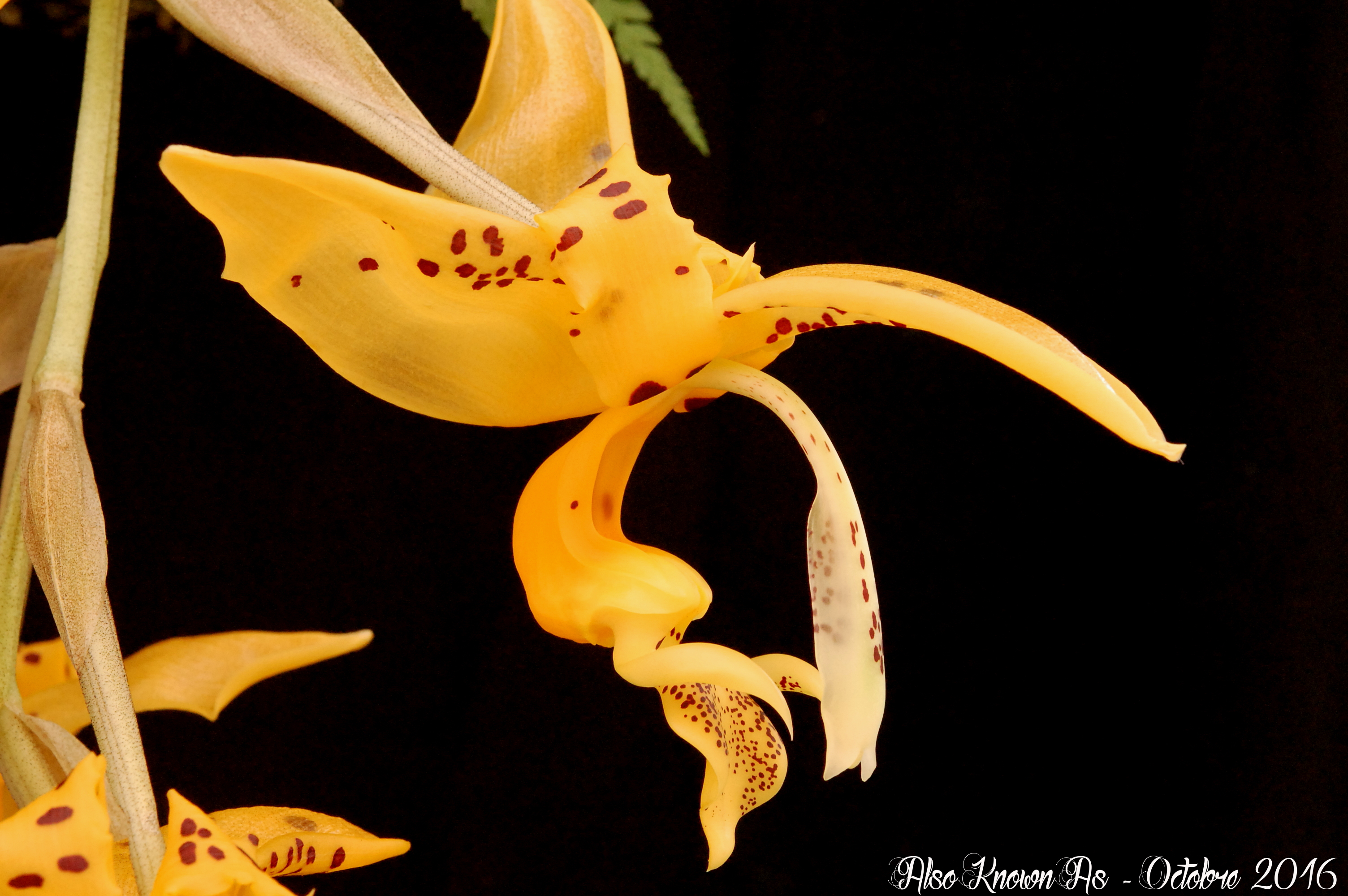 Stanhopea jenischiana 770341stanhopea2