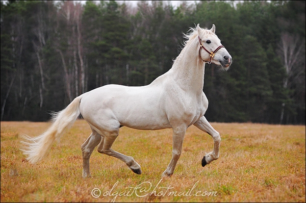 White Duster. KWPN ( é ) 7713381d3a1ff0