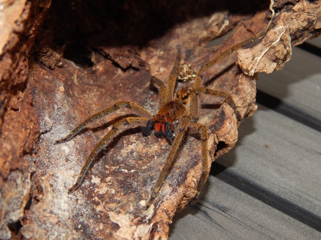 Portrait Ctenus sp "red fang" et cocon. - Page 3 771833DSCN0350