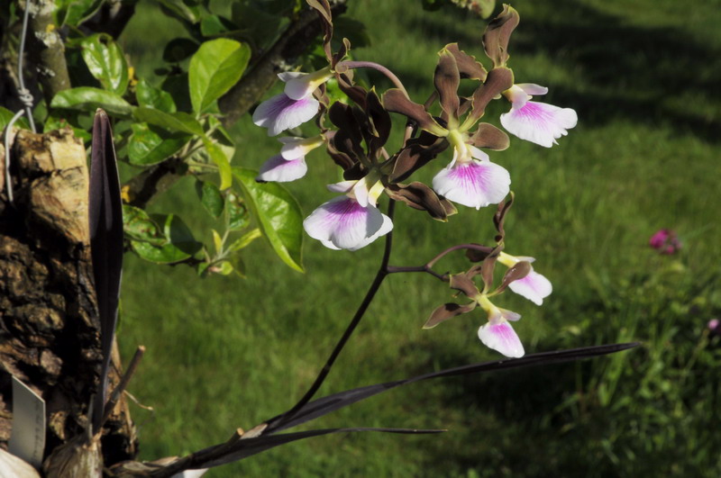 Encyclia randii  773420Encycliarandiirondoniensis9