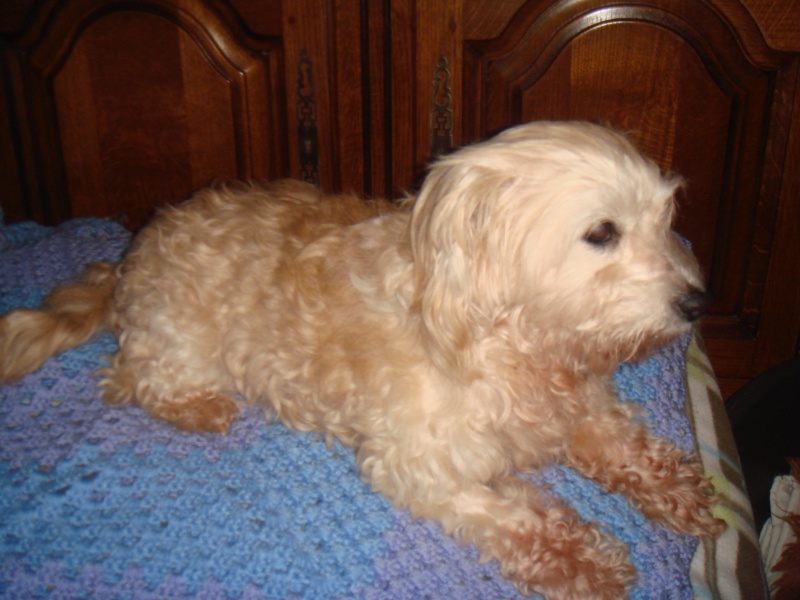 MILAINE F BICHON  12 ANS SPA GIEN (45) ADOPTEE PAR DAYSIE  - Page 2 773672DSC07473