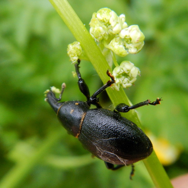 Coléoptère sur Anthriscus sylvestris 774377DSCN1000