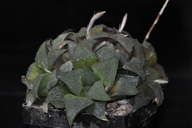 Haworthia à rempoter ! 774659mirabilisasperula