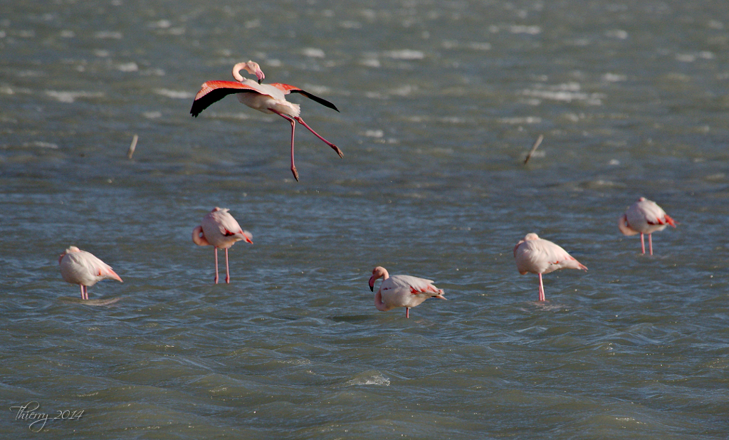 Sortie Camargue & les Baux de Provence - christ30 & tiotiti - Page 2 774700DSC7874