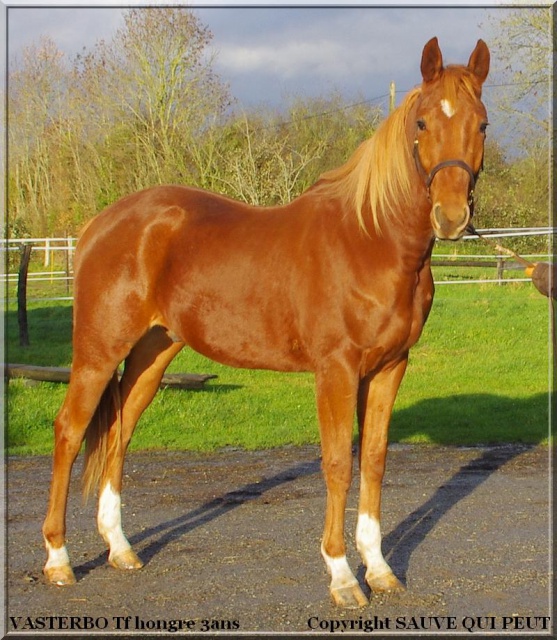 [PLACE CHRISTINE] VASTERBO  Paré d'une belle toison d'or   775055vasterbo4