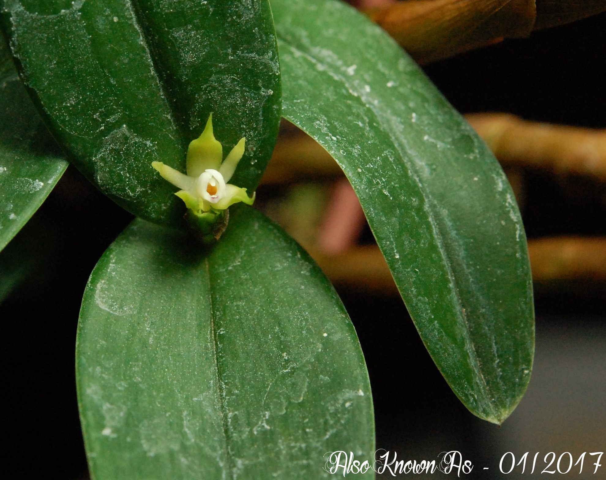 Prosthechea pygmaea 775095pygmaea2