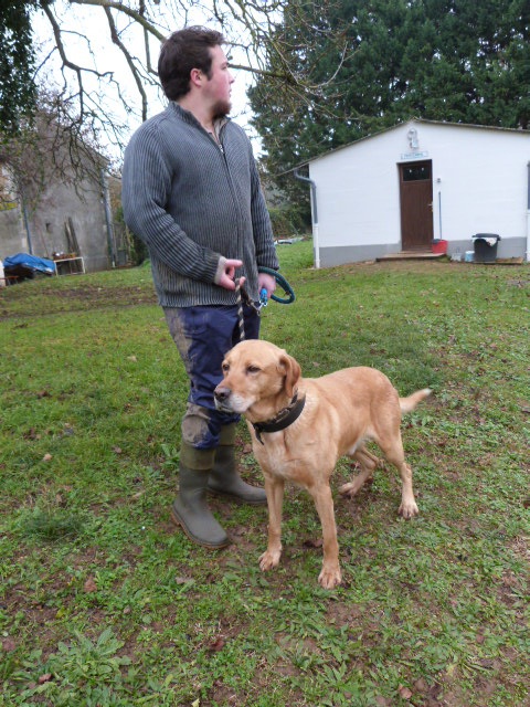 RUDY - x labrador 10 ans - Spa de Poitiers (86) 775215267rRudy9