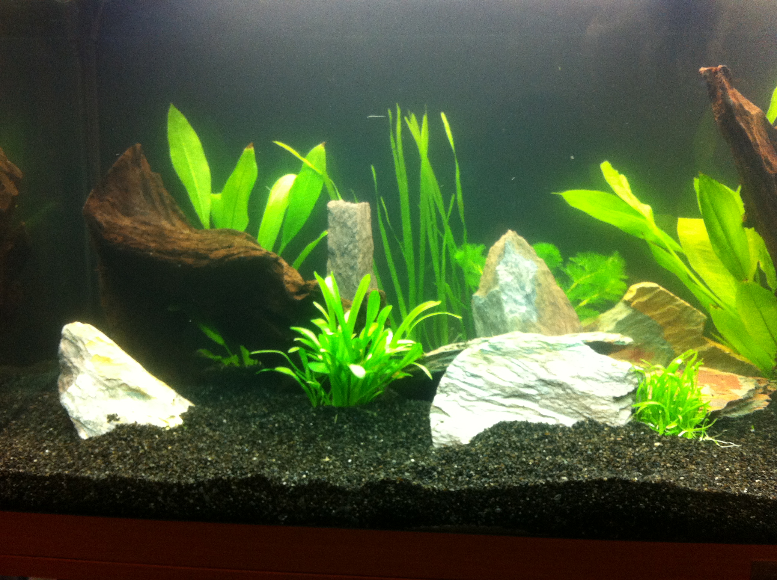 Mon nouvel aquarium 778190IPHONE081