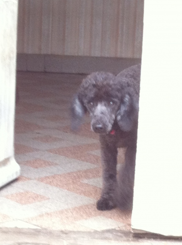 CANICHE NOIR MALE 4 ANS SEUL DANS UNE MAISON URGENT 779358Canichenoirseul2005