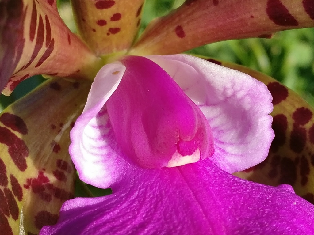 Cattleya aclandiae 780752IMG2017060918084301