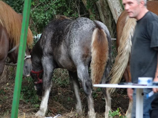 foire aux poulains  782338DSC00939