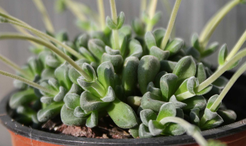 Succulentes moins fatigues par l'hiver que d'autres 783214crassulacvfernwoodfeuilles