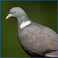 Animaux et végétaux du Tonnerre 784212Pigeonramier