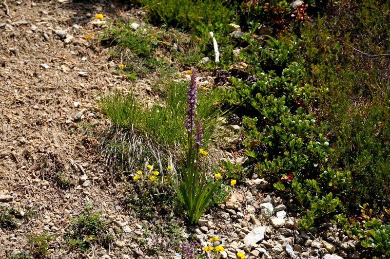 Pas de carni mais de jolies plantes alpines  784903DSC03401