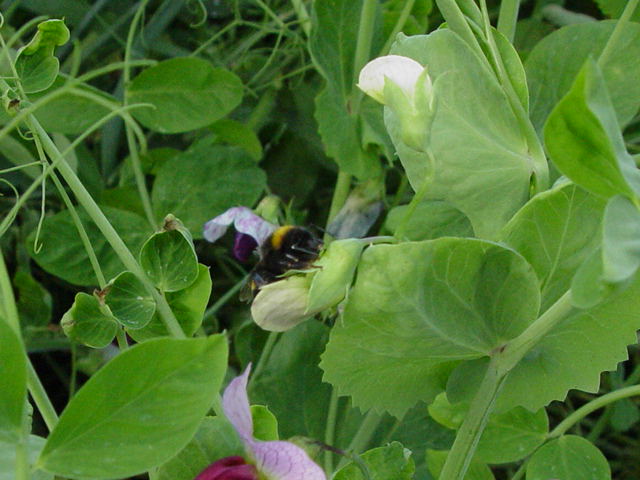 qui pollinise les fleurs de pois ? 784972Bourdonspois001