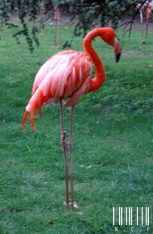 Ménagerie Du Jardin Des Plantes - Paris  785767IMG9719