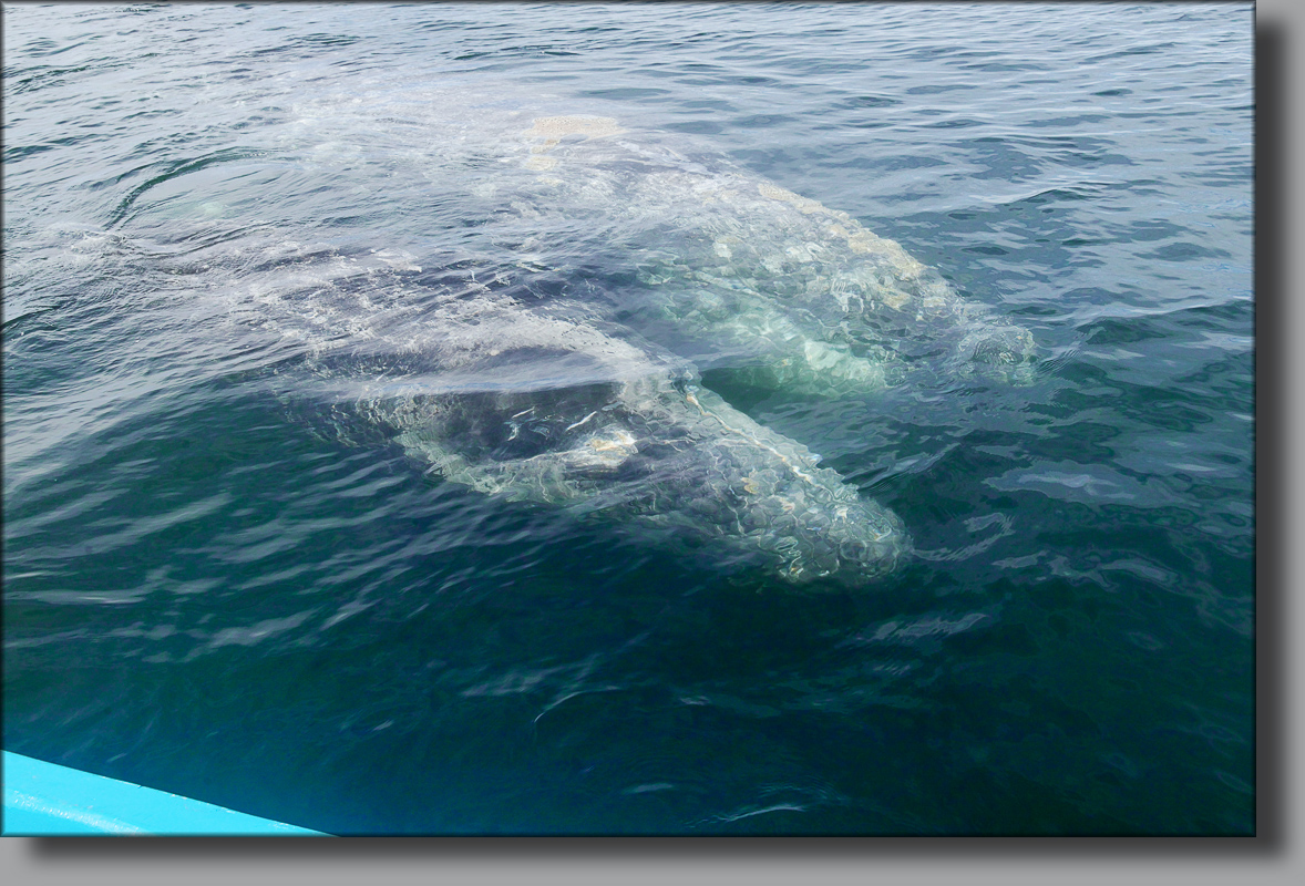 BAJA CALIFORNIA, j'ai caressé des baleines ... - Page 6 787601201703010056