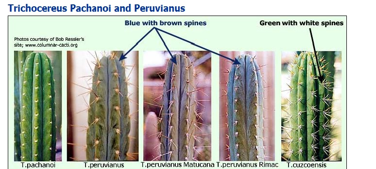 trichocereus - Identifier et reconnaître les Trichocereus 790375aaaaSanstitre