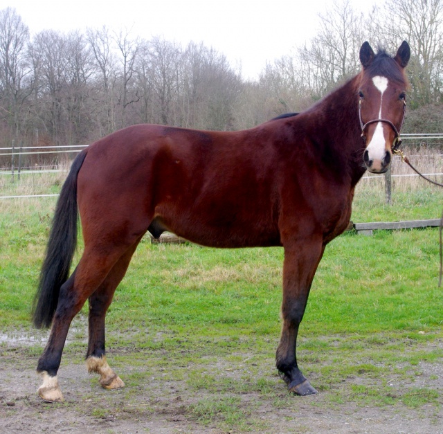 [PLACE ANAIS] CLOWN  Le gentil ...très gentil cheval de famille ! 791581clown5