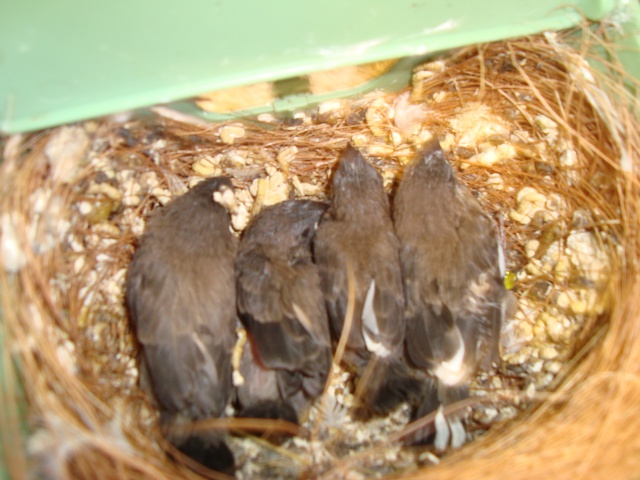 les oiseaux d'un passionné de bec droits du 62 792622DSC07975