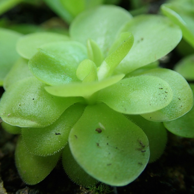 pinguicula panaché ???  793056P9140629