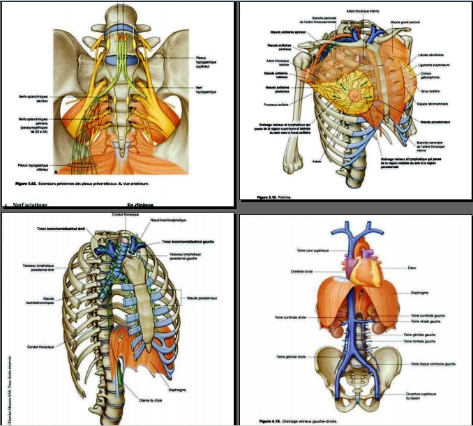 Anatomie Spéciale Etudiants 793541gray300