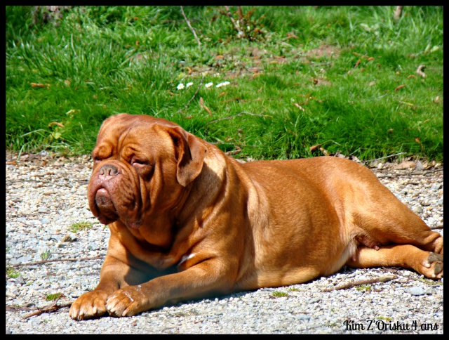 Kim z'orisku et Gentle Bazooka De la Tour gelée (Dogue de Bordeaux) 793620DSC00594001