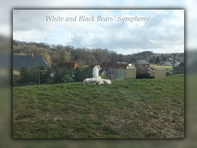 White & black bears symphony... 793798DSCF6272