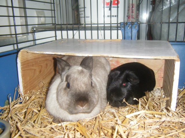 (Adoptés) Pic et Croc, couple lapin-chon, Refuge FREE 794424DSCF2652