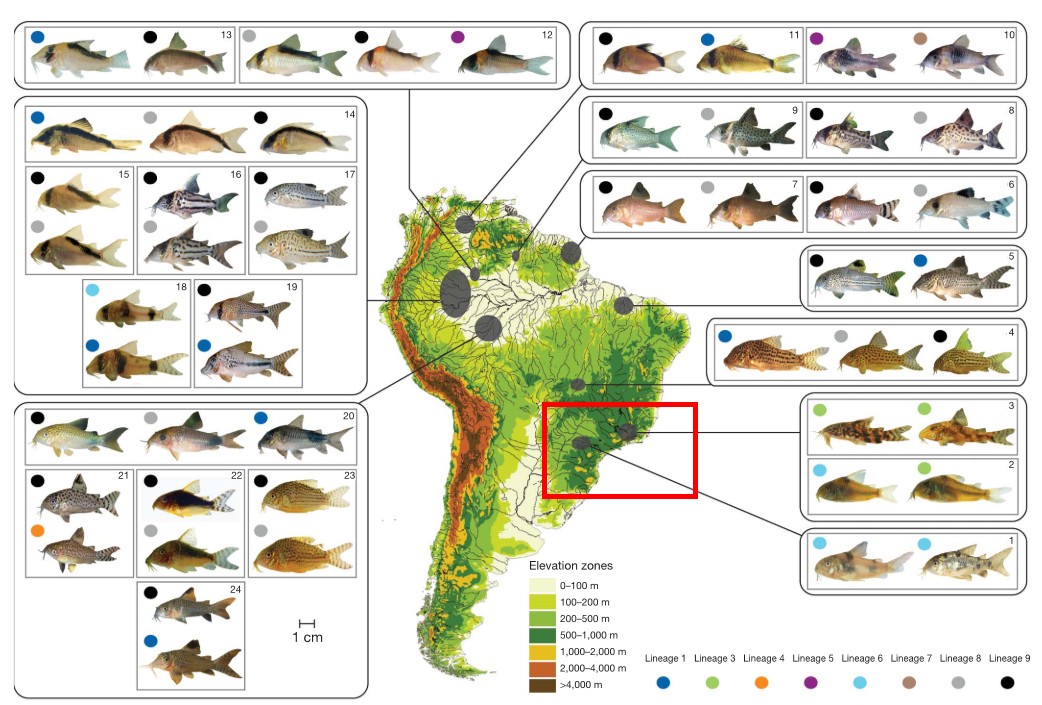 [Discussion] maintenance-conseils-pour-corydoras - Page 3 794801Sanstitre3