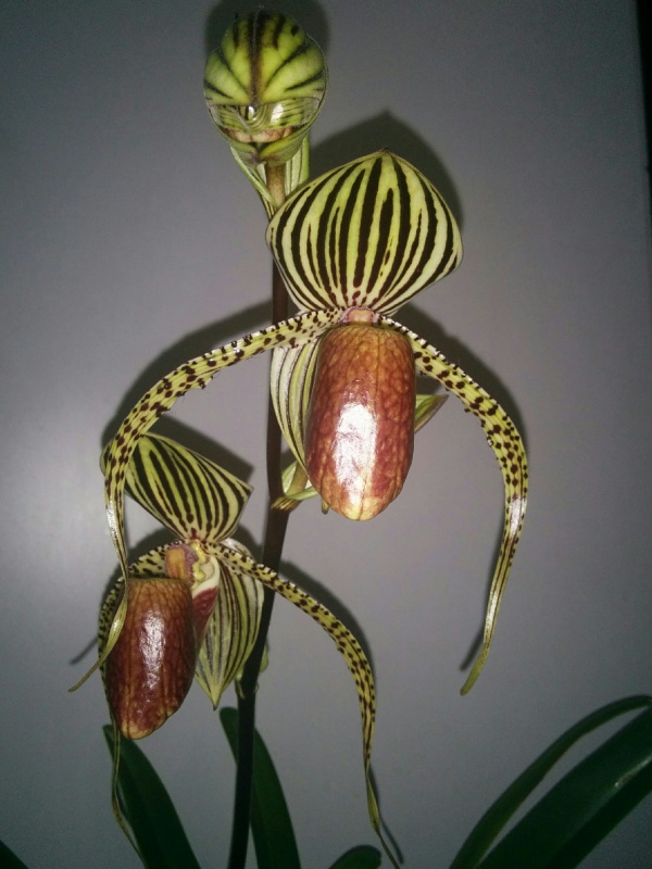 Paphiopedilum David Ott (P.rothschildianum x P.supardii) 795380IMG20160530132604