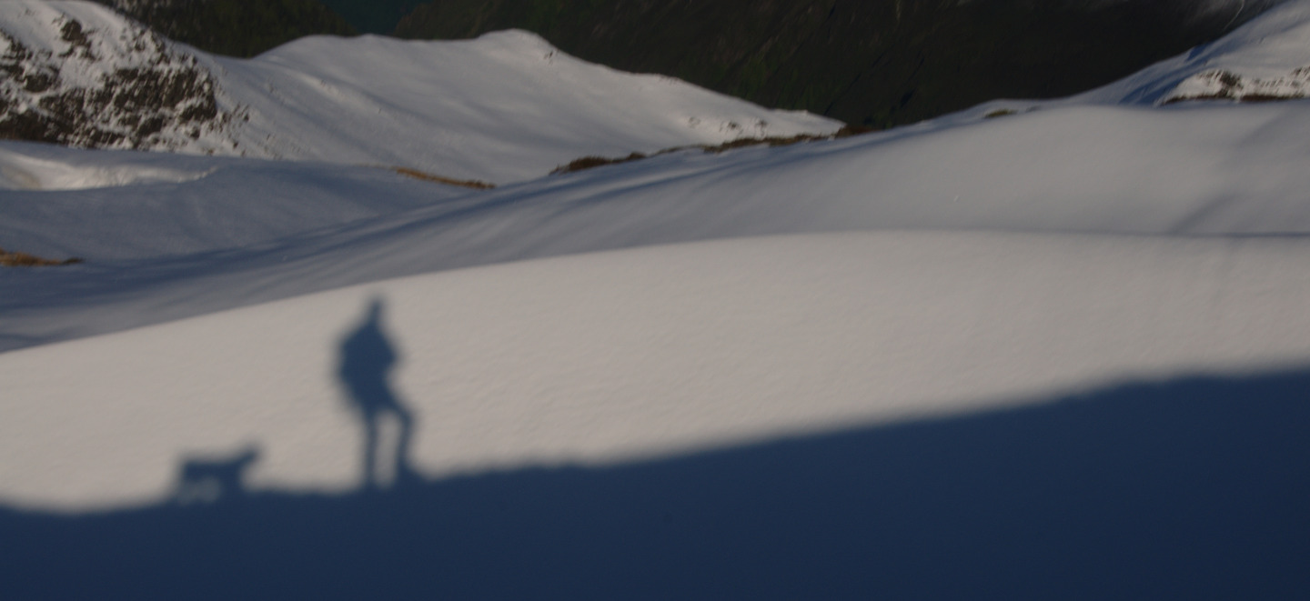 Une vie pyrénéenne de labrit des pyrénées - Page 12 798293ous0815