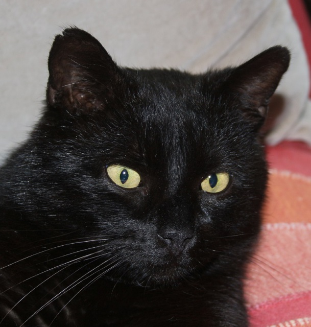 TIZON- mâle adulte noir-(fiv+)- FELIN POSSIBLE- à adopter. 798387tizon3